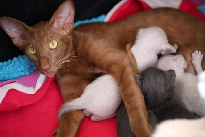 Кошка мама и котята, Ориентал, ориентальный котенок, фото фотография