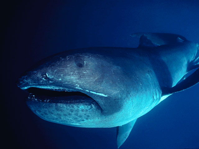 Пелагическая большеротая акула (Megachasma pelagios), фото фотография рыбы