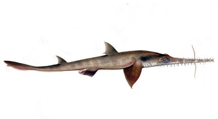 Австралийская акула-пилонос (Pristiophorus cirratus), картинка рисунок рыбы