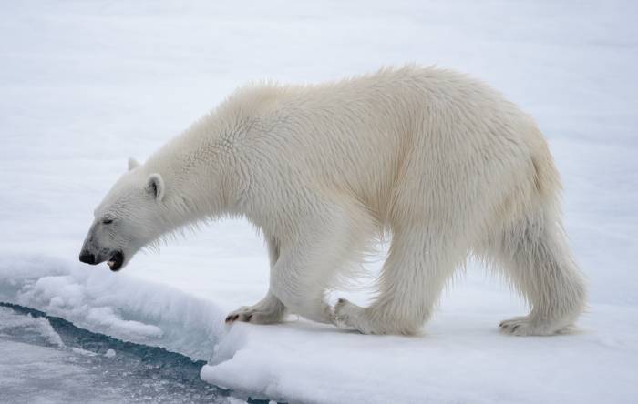 Белый медведь, полярный медведь, фото фотография хищные млекопитающие