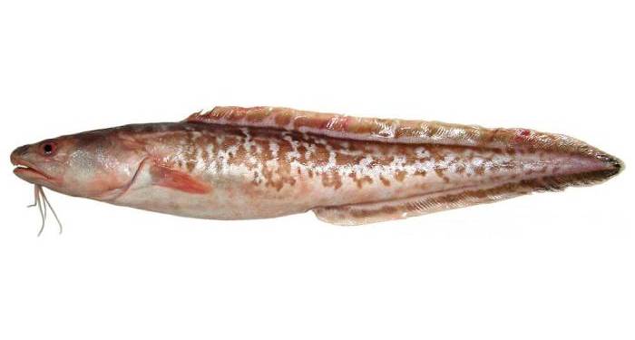 Капский конгрио, или кингклип (Genypterus capensis), фото фотография рыбы