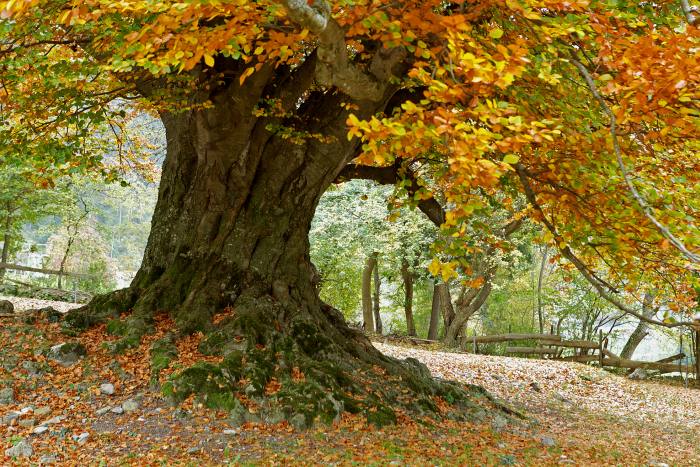 Бук лесной, или европейский (Fagus sylvatica), фото фотография деревья