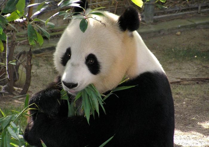 Большая, или гигантская, панда (Ailuropoda melanoleuca), фото фотография 
