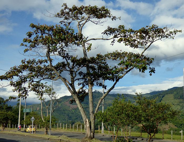 Бальса, или бальзовое дерево, или охрома (Ochroma pyramidale), фото фотография растения