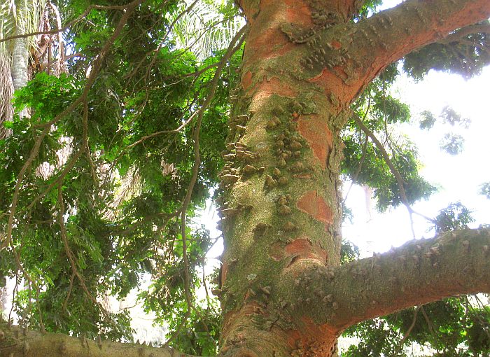 Цезальпиния ежовая (Caesalpinia echinata), фото фотография растения