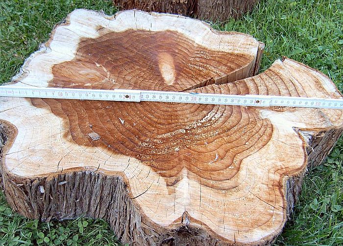 Метасеквойя глиптостробоидная (Metasequoia glyptostroboides), фото фотография растения