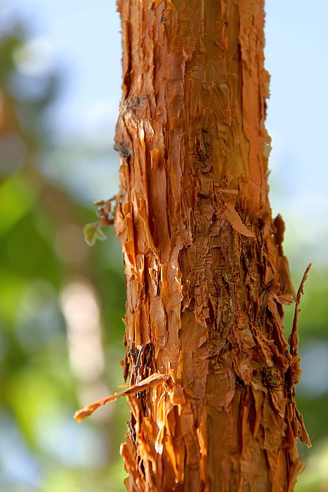 Хагения абиссинская (Hagenia abyssinica), фото фотография растения
