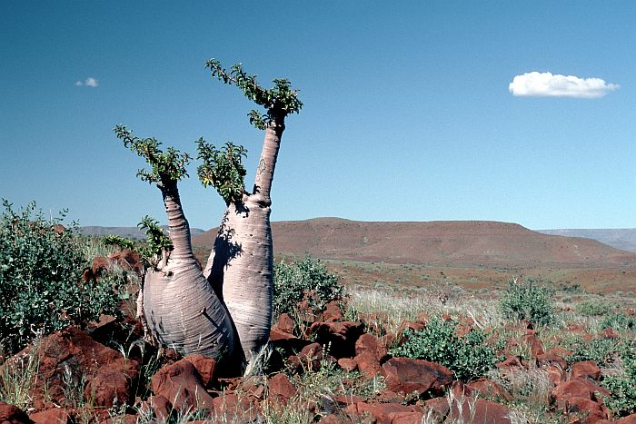 Пахиподиум мадагаскарский (Pachypodium lealii), фото фотография растения