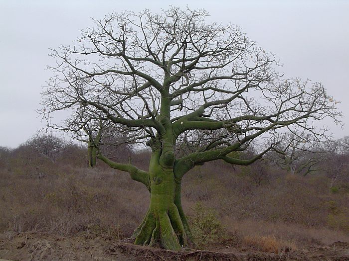 Капок трёхтычиночный, или сейба (Ceiba trischistandra), фото фотография растения