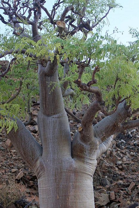 Моринга овальнолистная (Moringa ovalifolia), фото фотография растения