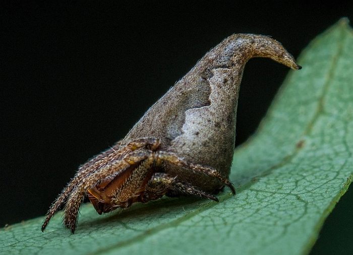 Эриовиксия финдори (Eriovixia gryffindori), фото фотография рептилии