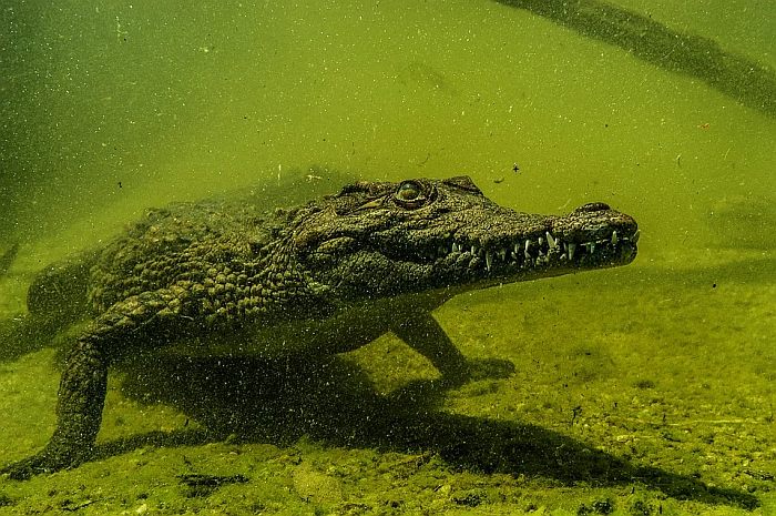 Нильский крокодил (Crocodylus niloticus), фото фотографии рептилии