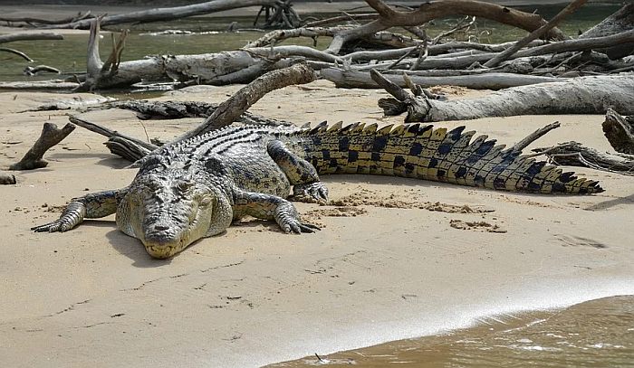 Гребнистый крокодил (Crocodylus porosus), фото фотографии рептилии