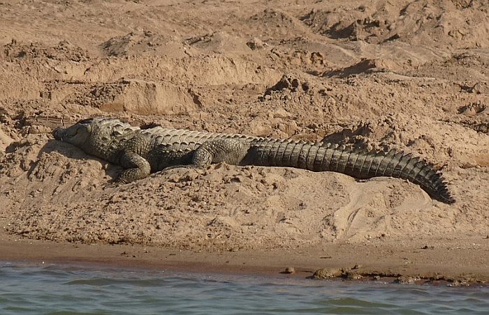 Болотный крокодил (Crocodylus palustris), фото фотографии рептилии