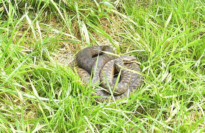 Гадюка обыкновенная (Vipera berus), фото фотография змеи