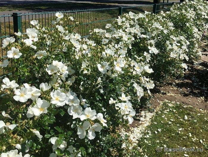 Почвопокровная роза Escimo, фото фотография цветы