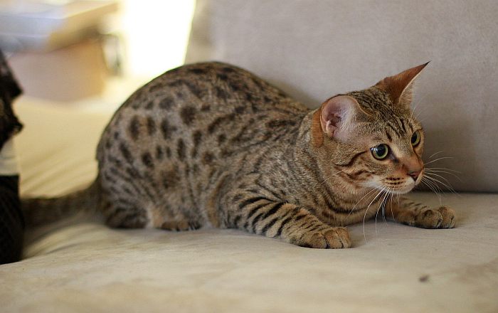 Саванна, фото фотография кошки