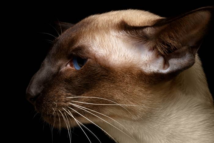 Сиамская кошка профиль головы, сиам, фото фотография