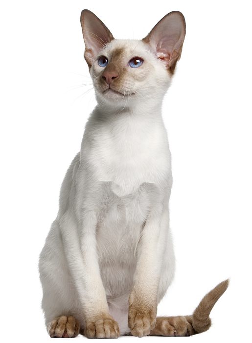 Сиам, сиамская кошка, фото фотография