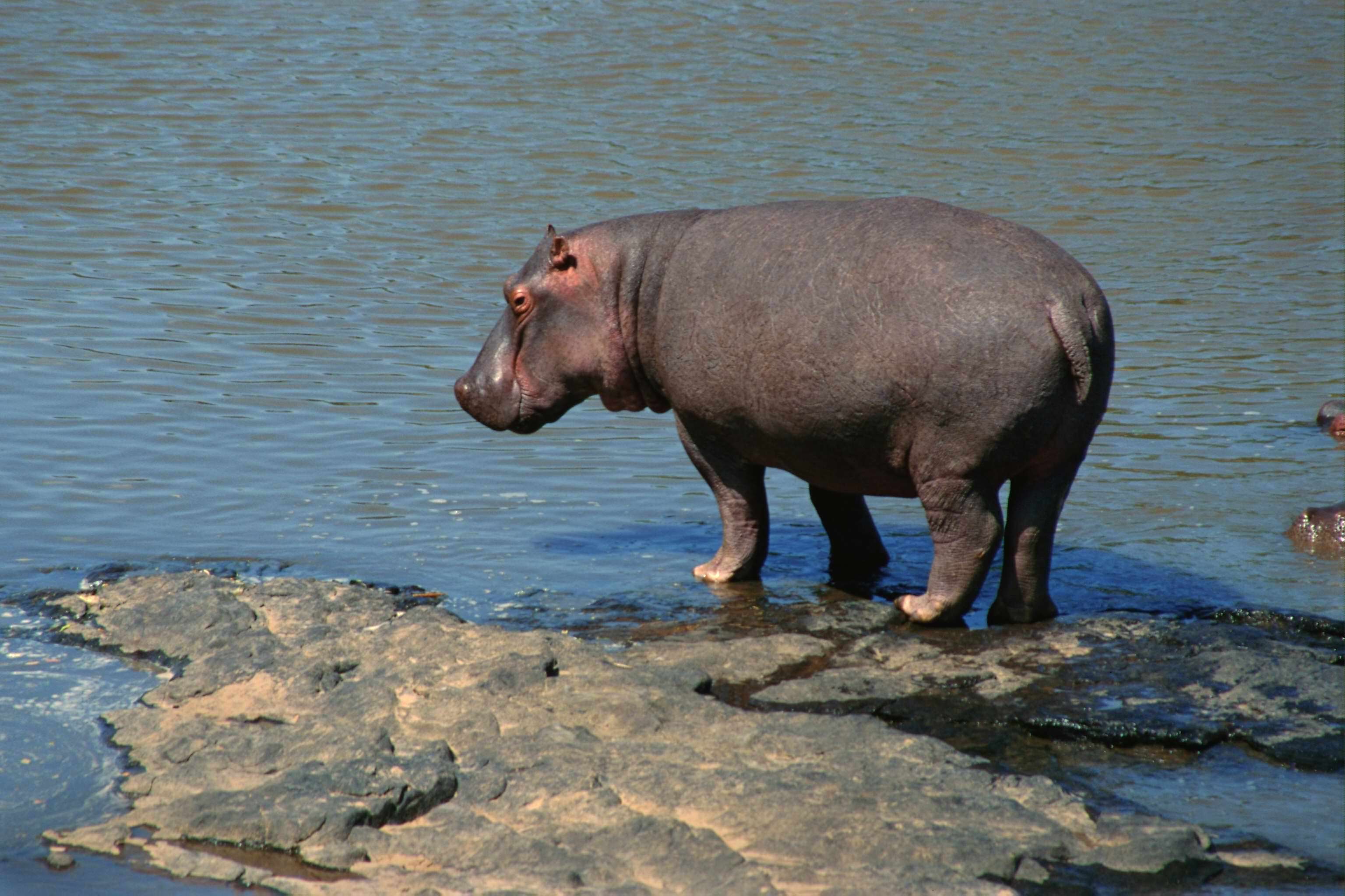 ,   (Hippopotamus amphibius),    