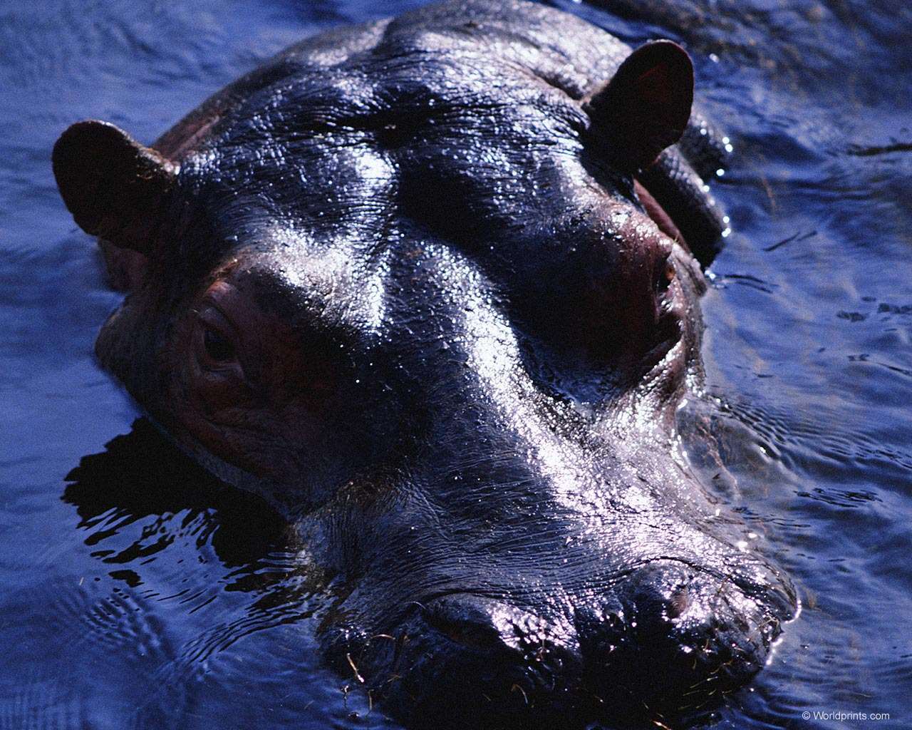  (Hippopotamus amphibius),    