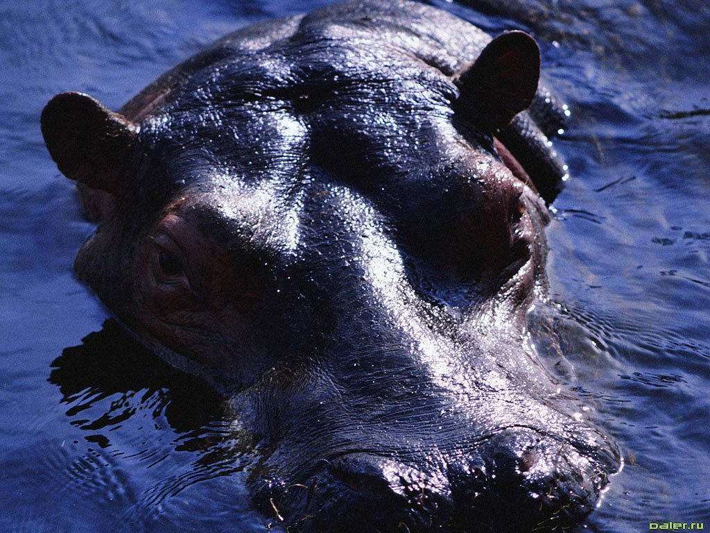  (Hippopotamus amphibius),    