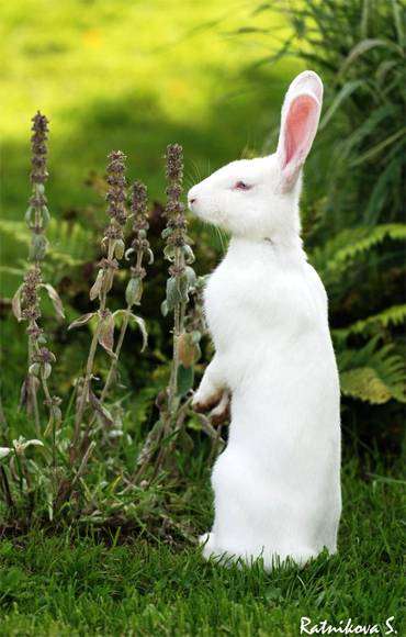 Белый кролик, фото грызуны фотография