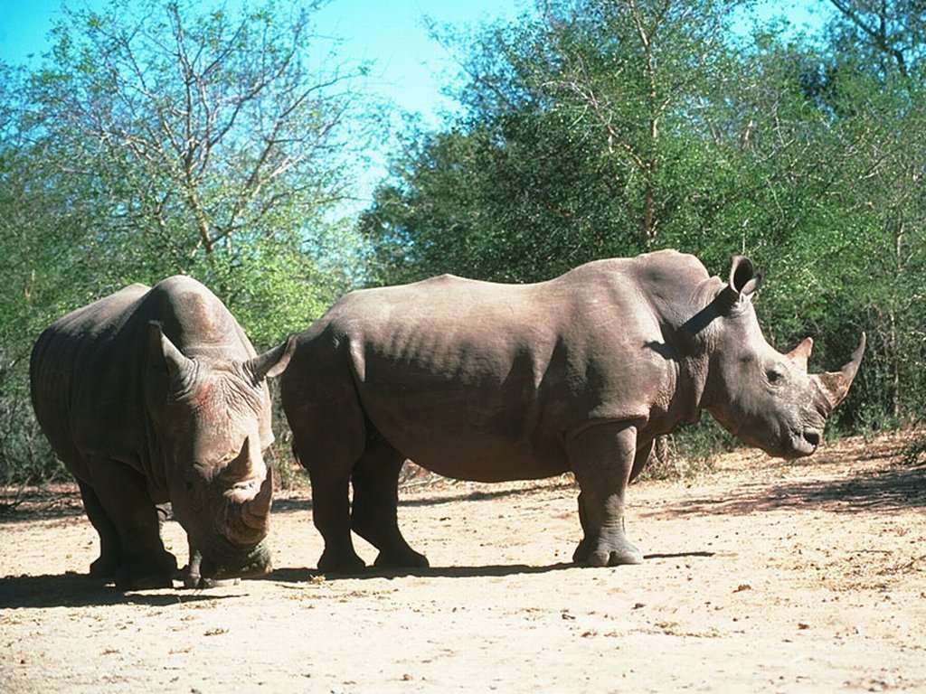   (Rhinoceros bicornis),    