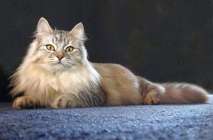 Сибирская кошка, фото фотография кошки