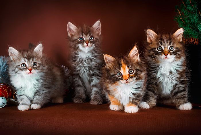 Котята сибирской кошки, сибирские котята, фото фотография