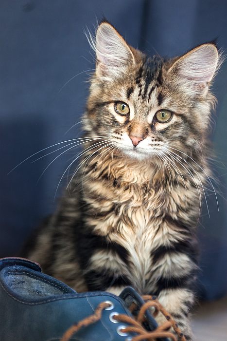 Сибирская кошка котенок, фото фотография