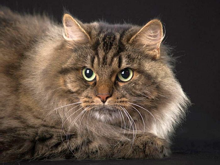 Сибирская кошка, фото фотография