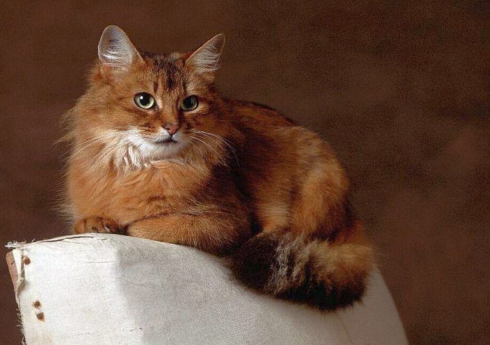 Сомалийская кошка, сомали, фото фотография