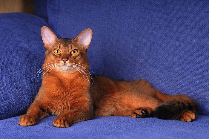 Сомали, сомалийская кошка, фото фотография 