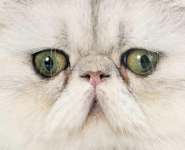 Персидская кошка экстремального типа, фото породы кошек фотография