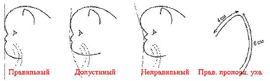 Персы экстремалы - правильный, допустимый, неправильный профили. Правильные пропорции уха, рисунок картинка