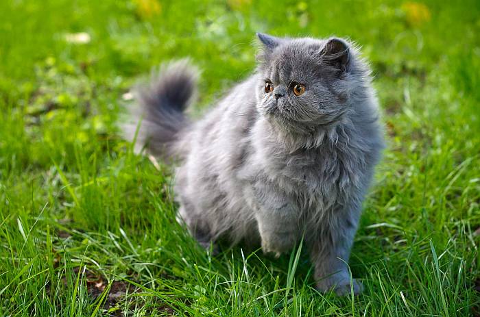 Голубая персидская кошка, фото фотография