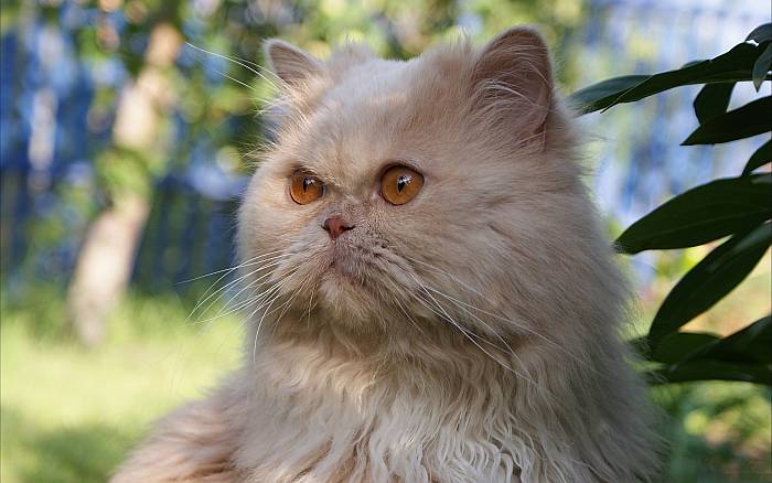 Кремовая персидская кошка, фото фотография