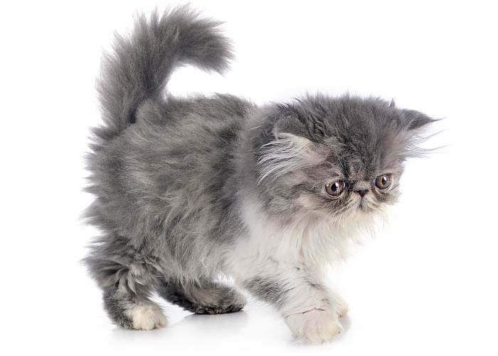 Персидский котенок экстремального типа экстремал, фото фотография кошки