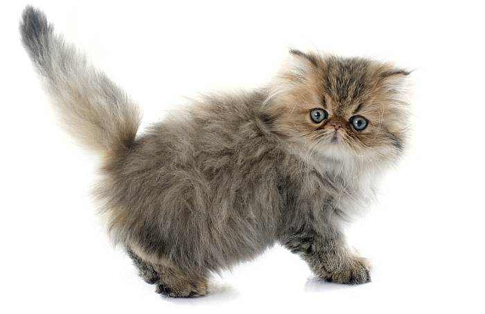Персидский котенок экстремального типа, перс экстремал, фото фотография