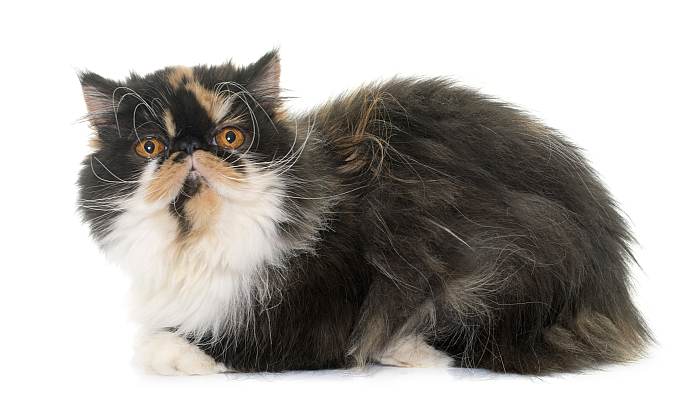 Персидская кошка экстремального типа, перс экстремал, фото фотография