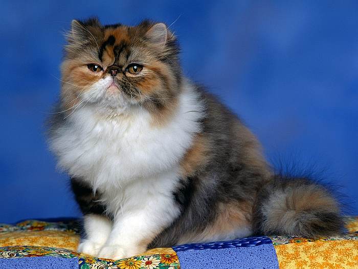 Персидский котенок экстремального типа, фото фотография