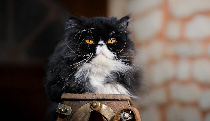 Персидская кошка экстремального типа, фото фотография