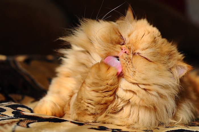 Персидская кошка рыжего окраса, фото фотография