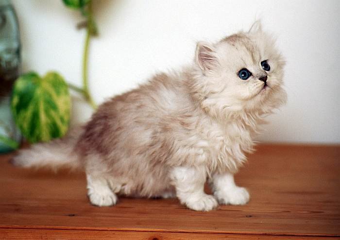 Персидский котенок классического типа, фото фотография