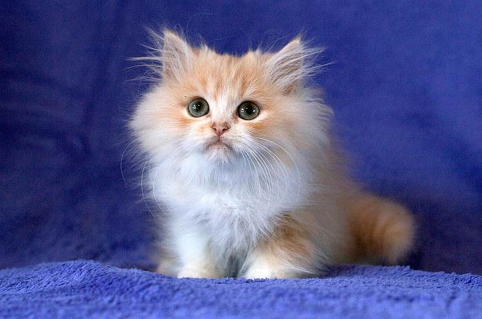 Персидский котенок, фото фотография