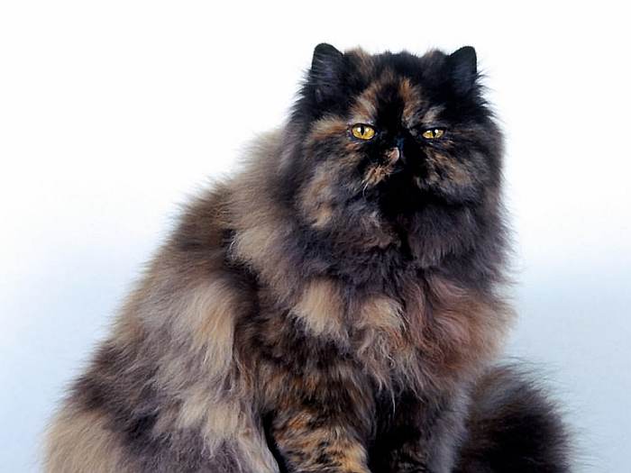 Персидская кошка, перс экзот, фото фотография