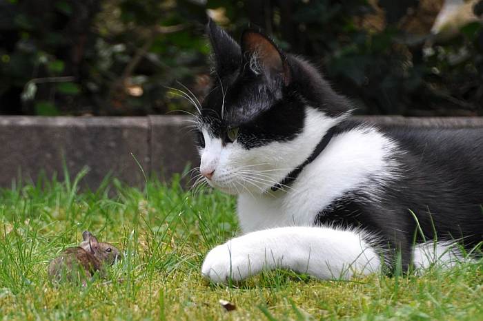 Кошка и мышь, фото фотография