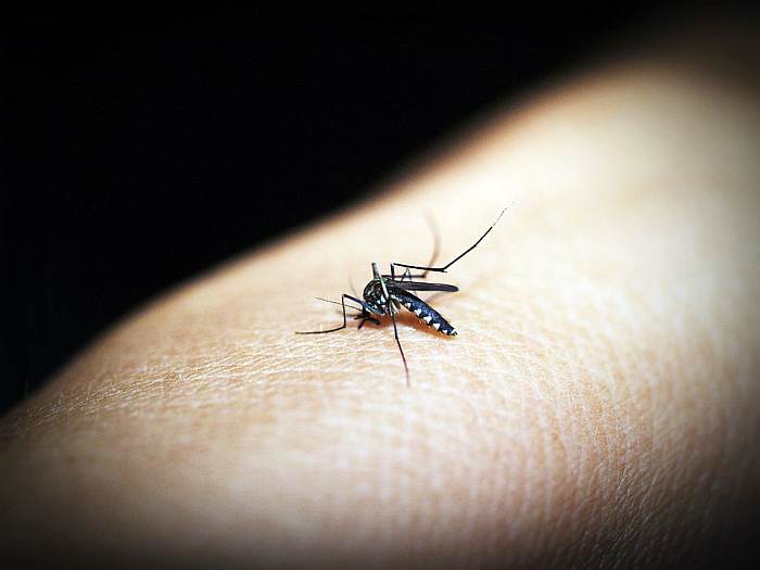 Комар кусает человека, комар пьет человеческую кровь, фото фотография членистоногие