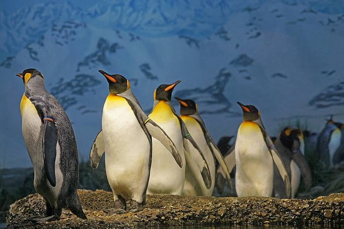 Королевский пингвин (Aptenodytes patagonicus), фото фотография птицы